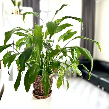 Osapart In A Complex Semycvit 4 * לבוב