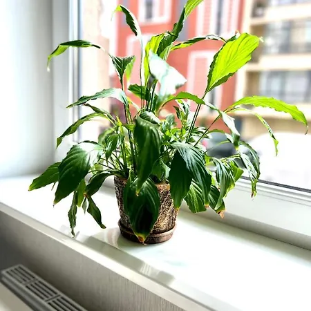 Osapart In A Complex Semycvit 4 לבוב