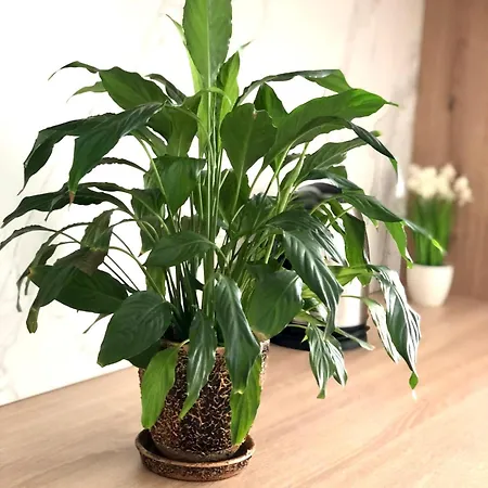 Apartman Osapart In A Complex Semycvit 4 Lviv