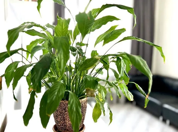 Osapart In A Complex Semycvit 4 * 利沃夫