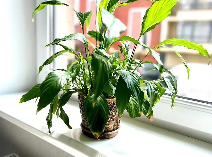 Osapart In A Complex Semycvit 4 Leópolis