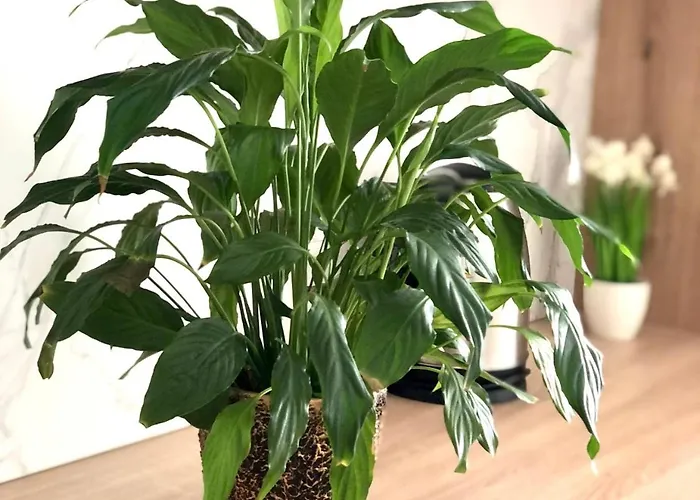 Apartamento Osapart In A Complex Semycvit 4 Leópolis